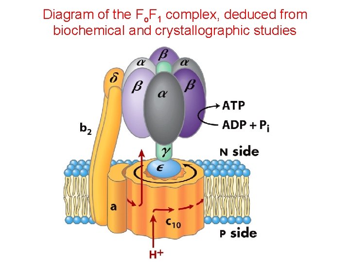 Diagram of the Fo. F 1 complex, deduced from biochemical and crystallographic studies Diagram of the Fo. F 1 complex, deduced from biochemical and crystallographic studies