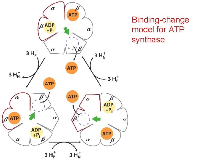 Binding-change model for ATP synthase Binding-change model for ATP synthase