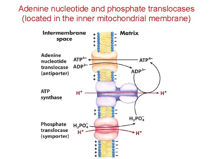 Adenine nucleotide and phosphate translocases (located in the inner mitochondrial membrane) Adenine nucleotide and phosphate translocases (located in the inner mitochondrial membrane)