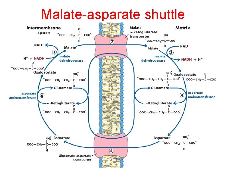 Malate-asparate shuttle Malate-asparate shuttle