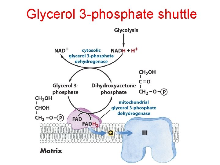 Glycerol 3 -phosphate shuttle Glycerol 3 -phosphate shuttle