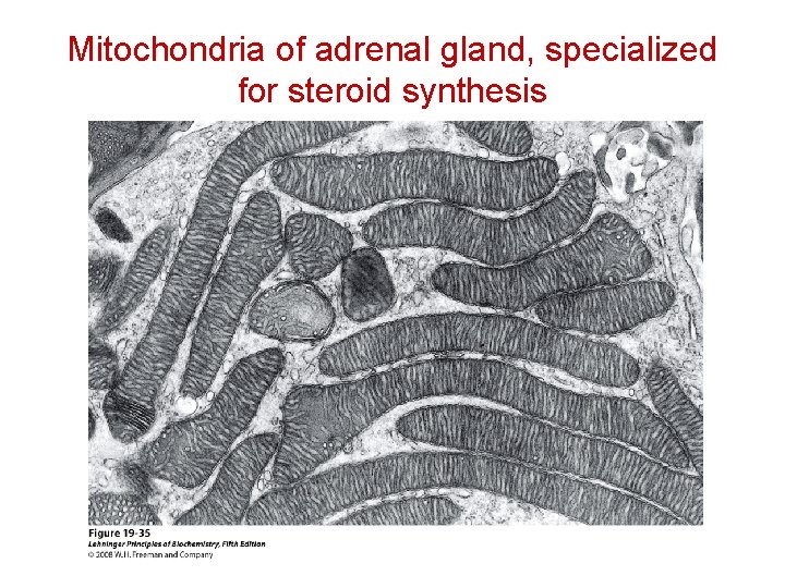 Mitochondria of adrenal gland, specialized for steroid synthesis Mitochondria of adrenal gland, specialized for steroid synthesis