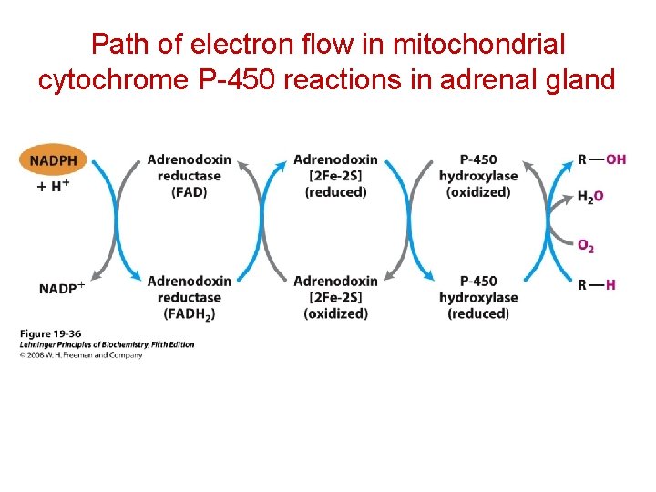 Path of electron flow in mitochondrial cytochrome P-450 reactions in adrenal gland Path of electron flow in mitochondrial cytochrome P-450 reactions in adrenal gland