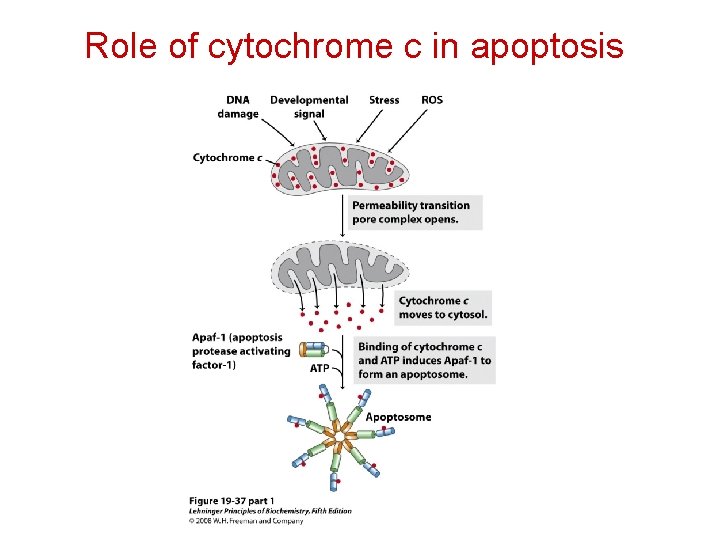 Role of cytochrome c in apoptosis Role of cytochrome c in apoptosis