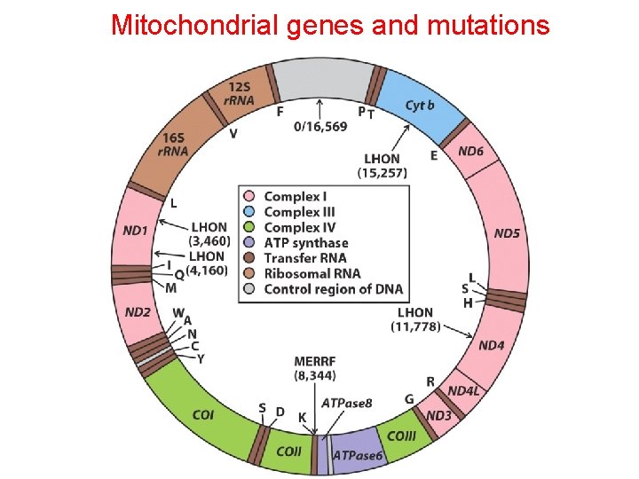 Mitochondrial genes and mutations Mitochondrial genes and mutations