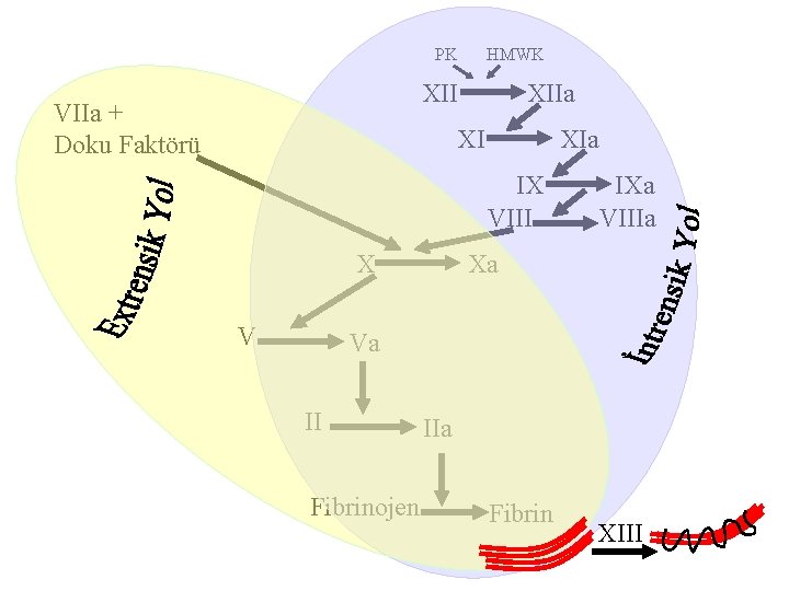 PK HMWK XII VIIa + Doku Faktörü XIIa XI XIa IX VIII X V