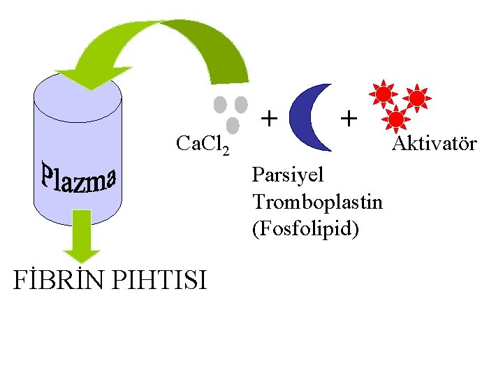 Ca. Cl 2 + + Parsiyel Tromboplastin (Fosfolipid) FİBRİN PIHTISI Aktivatör 