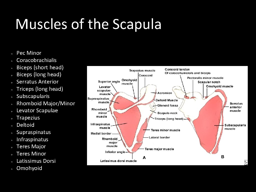 Muscles of the Scapula Pec Minor Coracobrachialis Biceps (short head) Biceps (long head) Serratus