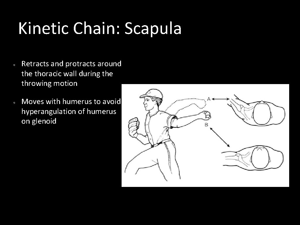 Kinetic Chain: Scapula Retracts and protracts around the thoracic wall during the throwing motion