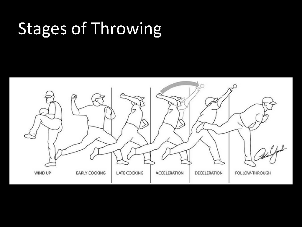 Stages of Throwing 