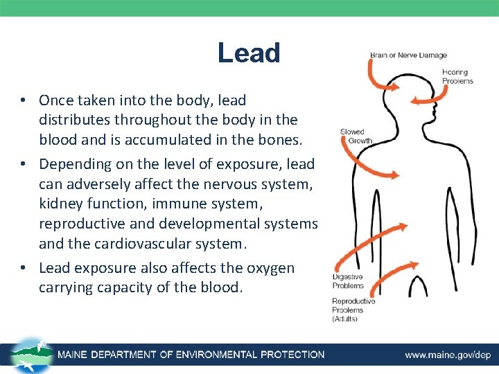 Lead • Once taken into the body, lead distributes throughout the body in the