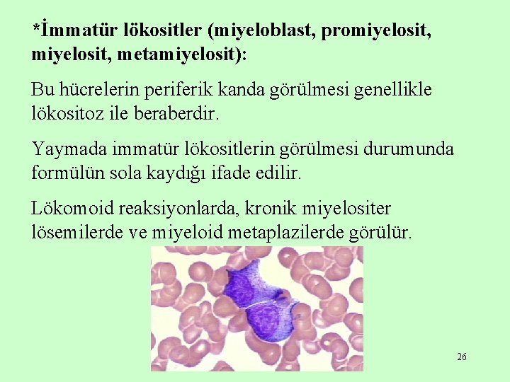 *İmmatür lökositler (miyeloblast, promiyelosit, metamiyelosit): Bu hücrelerin periferik kanda görülmesi genellikle lökositoz ile beraberdir.