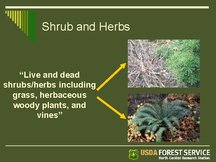 Shrub and Herbs “Live and dead shrubs/herbs including grass, herbaceous woody plants, and vines”