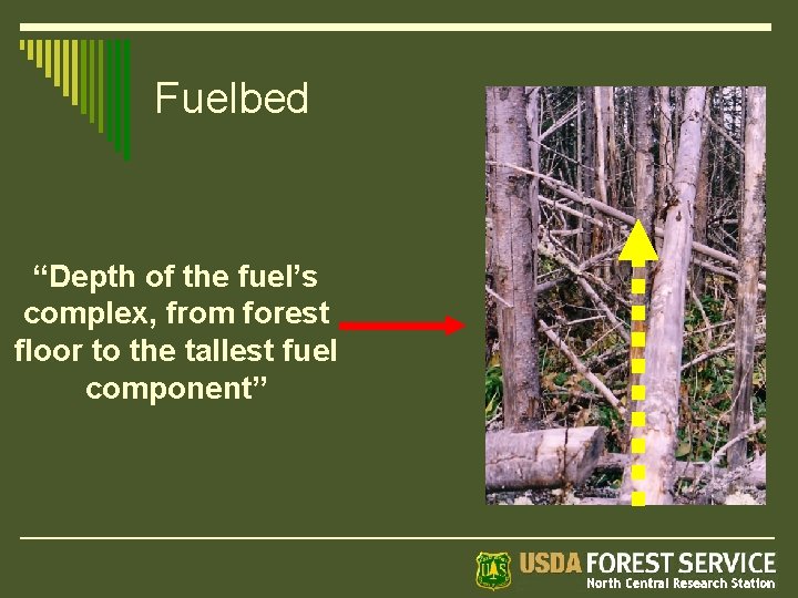 Fuelbed “Depth of the fuel’s complex, from forest floor to the tallest fuel component”