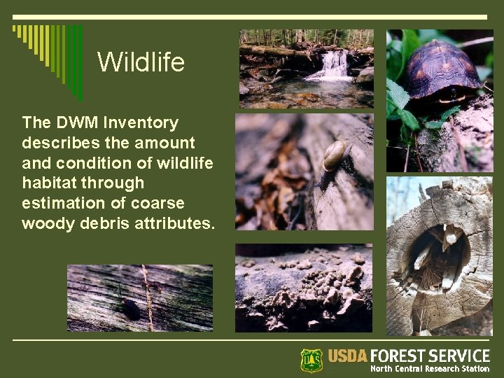Wildlife The DWM Inventory describes the amount and condition of wildlife habitat through estimation