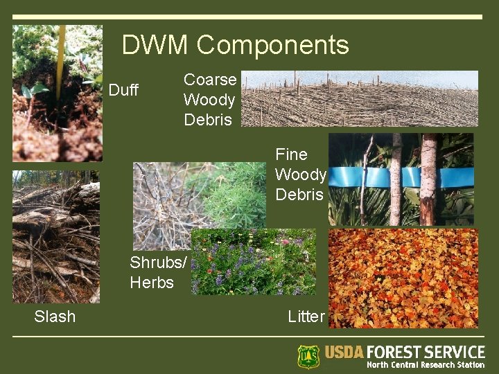 DWM Components Duff Coarse Woody Debris Fine Woody Debris Shrubs/ Herbs Slash Litter 