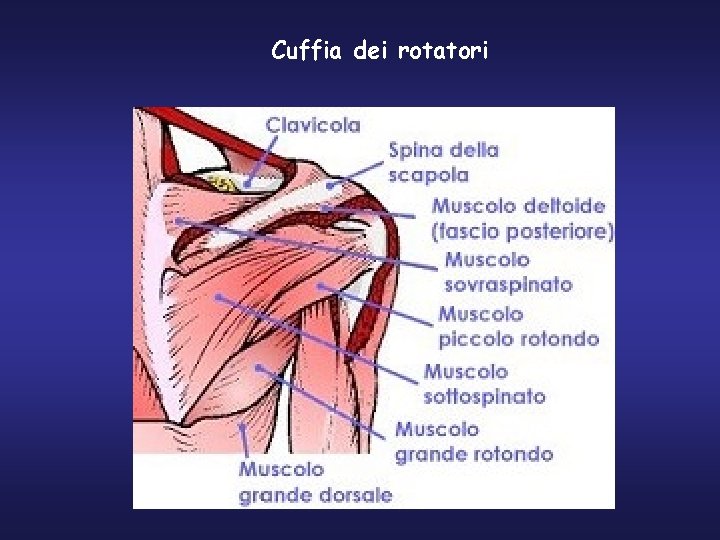 Cuffia dei rotatori 