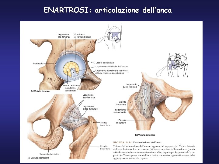 ENARTROSI: articolazione dell’anca 