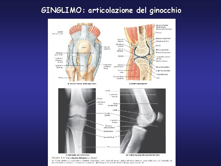 GINGLIMO: articolazione del ginocchio 