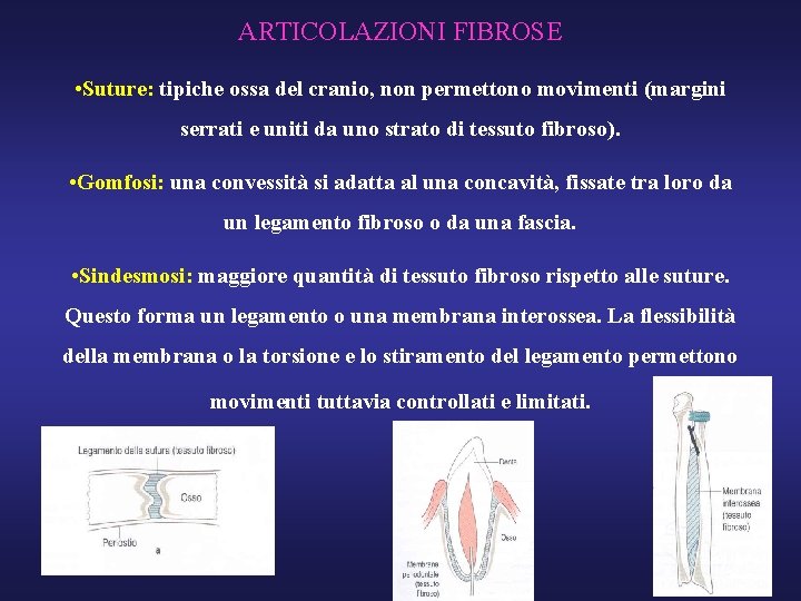 ARTICOLAZIONI FIBROSE • Suture: tipiche ossa del cranio, non permettono movimenti (margini serrati e