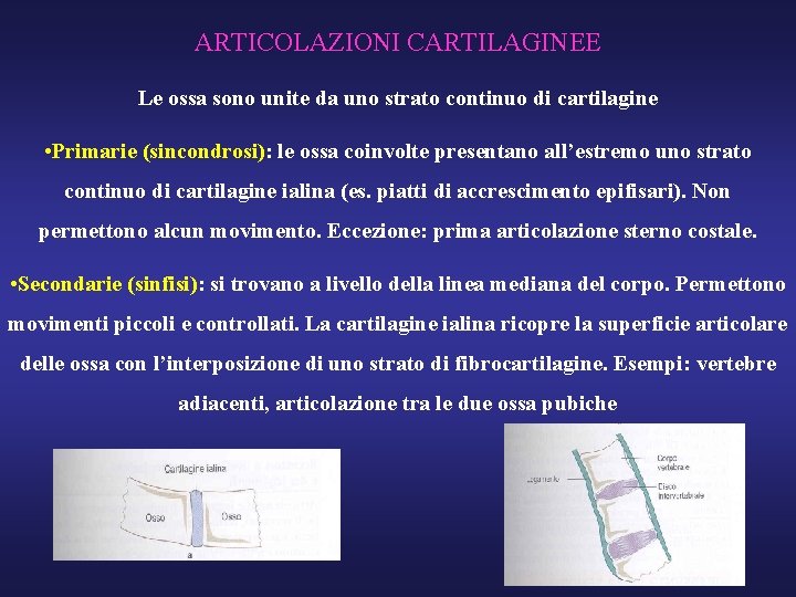 ARTICOLAZIONI CARTILAGINEE Le ossa sono unite da uno strato continuo di cartilagine • Primarie