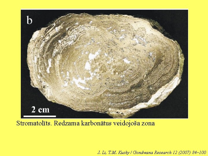 Stromatolīts. Redzama karbonātus veidojoša zona J. Li, T. M. Kusky / Gondwana Research 12