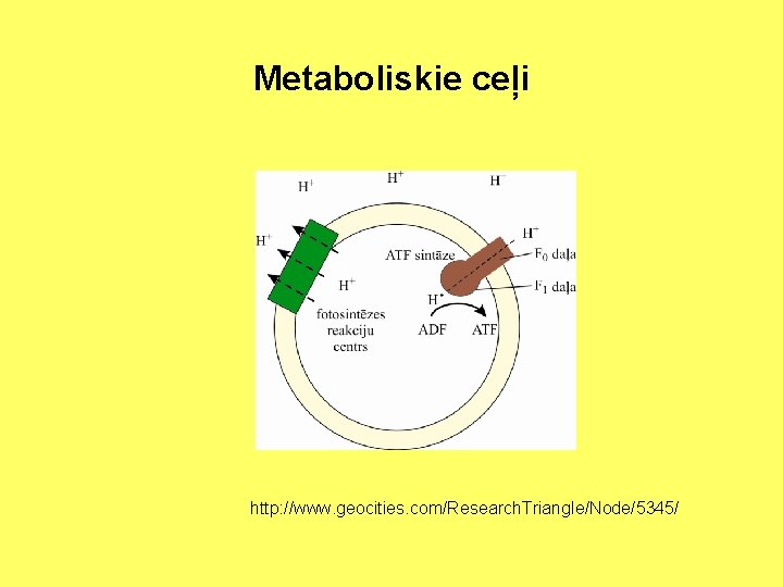 Metaboliskie ceļi http: //www. geocities. com/Research. Triangle/Node/5345/ 