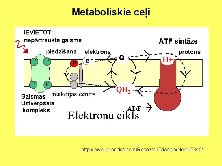 Metaboliskie ceļi http: //www. geocities. com/Research. Triangle/Node/5345/ 