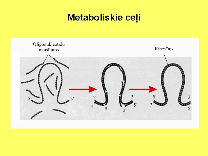 Metaboliskie ceļi 