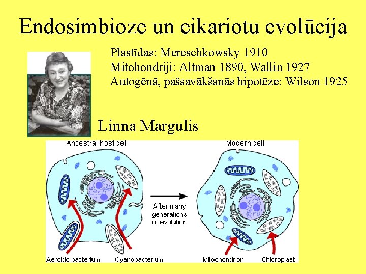 Endosimbioze un eikariotu evolūcija Plastīdas: Mereschkowsky 1910 Mitohondriji: Altman 1890, Wallin 1927 Autogēnā, pašsavākšanās