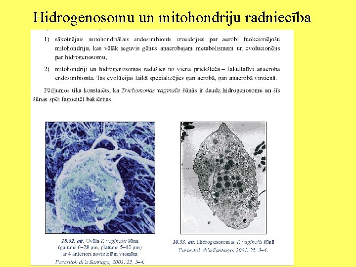 Hidrogenosomu un mitohondriju radniecība 