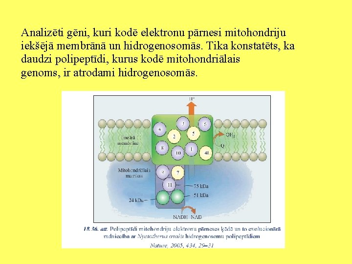 Analizēti gēni, kuri kodē elektronu pārnesi mitohondriju iekšējā membrānā un hidrogenosomās. Tika konstatēts, ka
