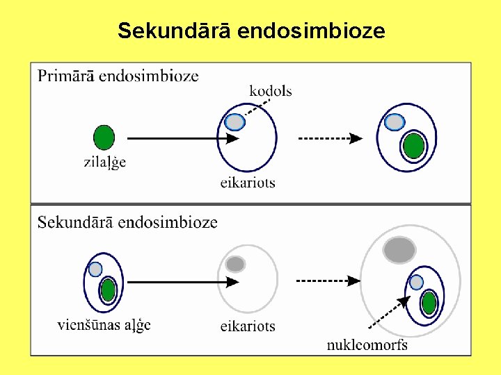 Sekundārā endosimbioze 