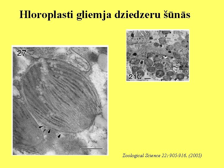 Hloroplasti gliemja dziedzeru šūnās Zoological Science 22: 905 -916. (2005) 