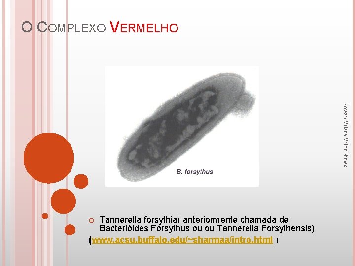 O COMPLEXO VERMELHO Rowan Vilar e Vitor Nunes Tannerella forsythia( anteriormente chamada de Bacterióides