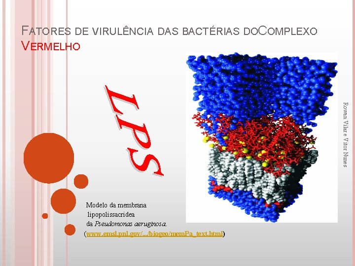 FATORES DE VIRULÊNCIA DAS BACTÉRIAS DOC OMPLEXO VERMELHO Rowan Vilar e Vitor Nunes Modelo