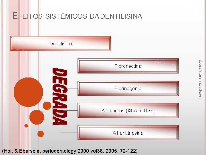 EFEITOS SISTÊMICOS DA DENTILISINA Dentilisina Fibrinogênio Anticorpos (IG A e IG G) Α 1