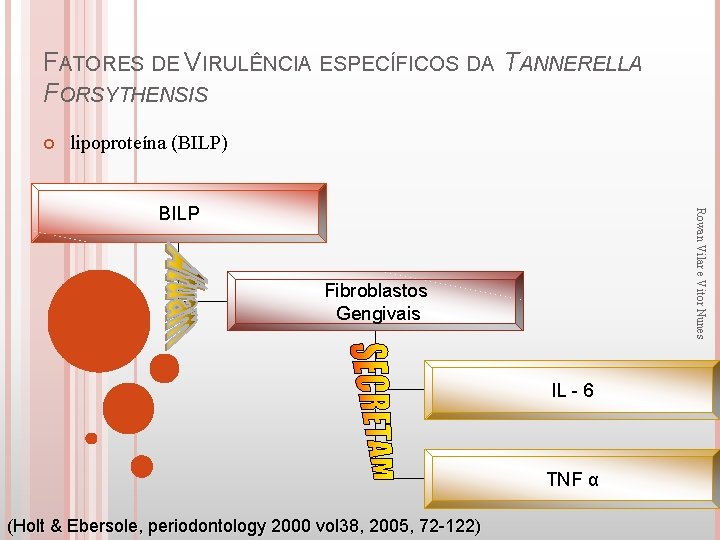 FATORES DE VIRULÊNCIA ESPECÍFICOS DA TANNERELLA FORSYTHENSIS lipoproteína (BILP) Rowan Vilar e Vitor Nunes