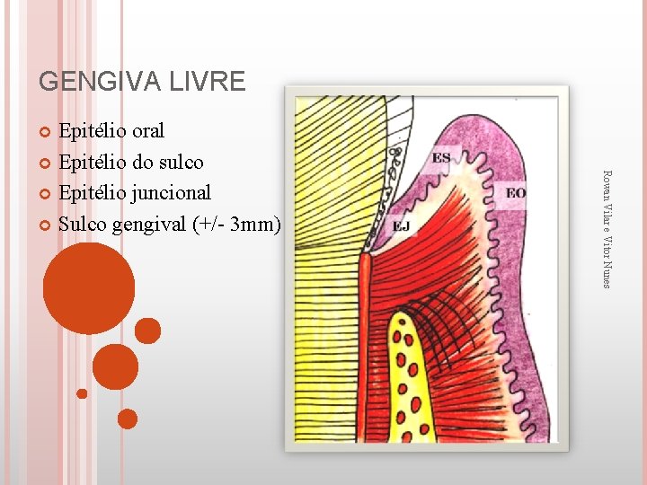 GENGIVA LIVRE Epitélio oral Epitélio do sulco Epitélio juncional Sulco gengival (+/- 3 mm)