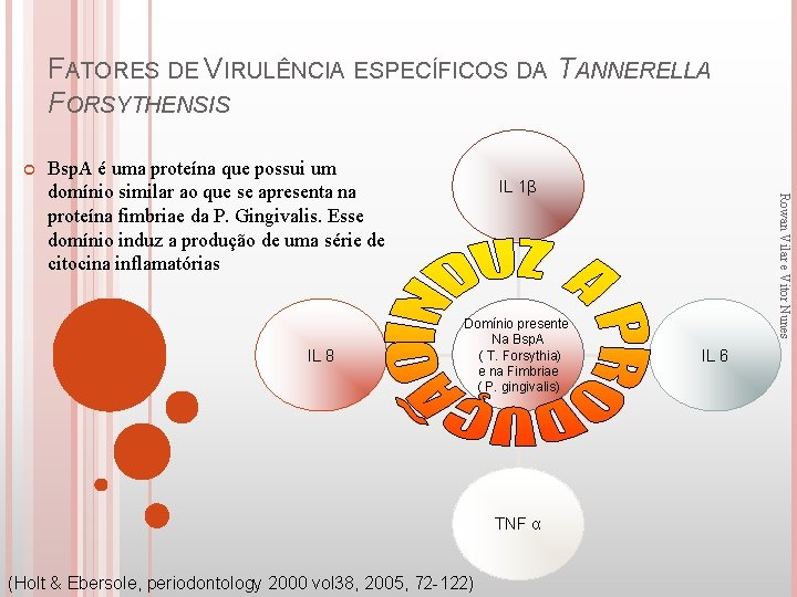 FATORES DE VIRULÊNCIA ESPECÍFICOS DA TANNERELLA FORSYTHENSIS Bsp. A é uma proteína que possui