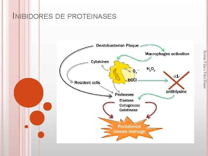 INIBIDORES DE PROTEINASES Rowan Vilar e Vitor Nunes 