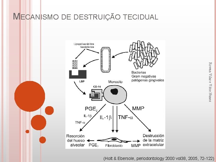 MECANISMO DE DESTRUIÇÃO TECIDUAL Rowan Vilar e Vitor Nunes (Holt & Ebersole, periodontology 2000