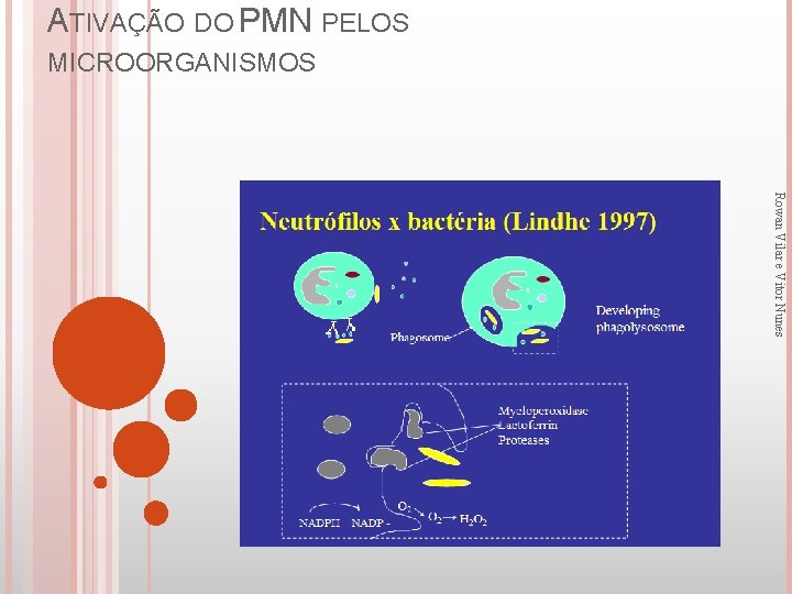 ATIVAÇÃO DO PMN PELOS MICROORGANISMOS Rowan Vilar e Vitor Nunes 