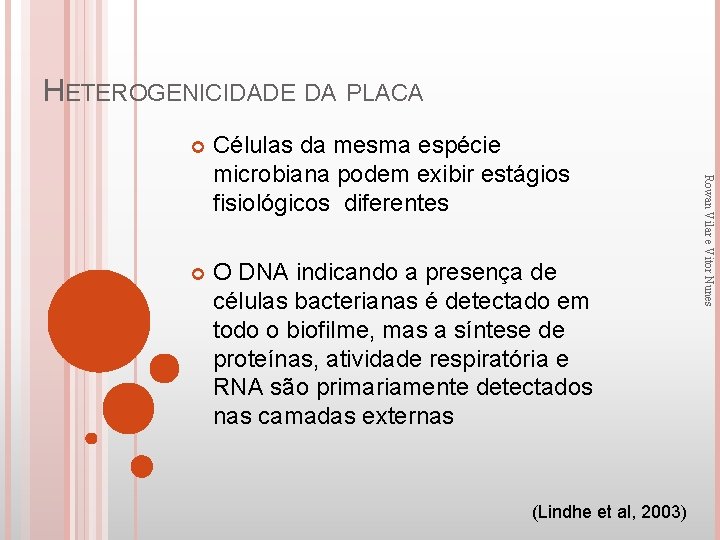 HETEROGENICIDADE DA PLACA Células da mesma espécie microbiana podem exibir estágios fisiológicos diferentes O