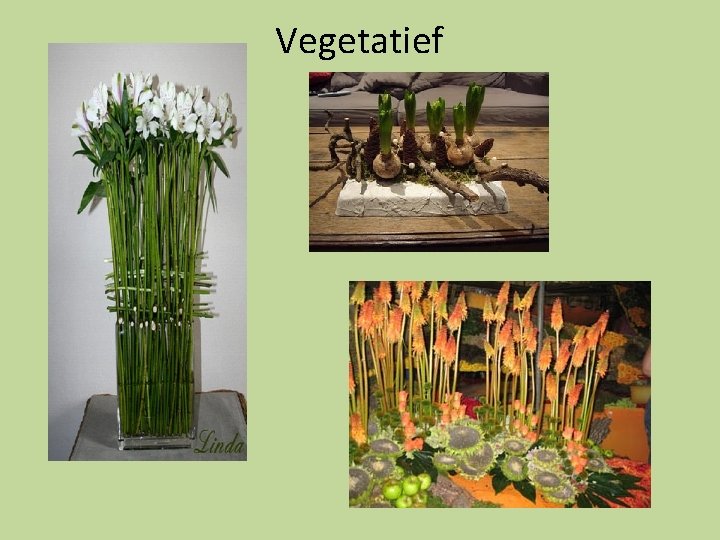 Vegetatief Vegetatief