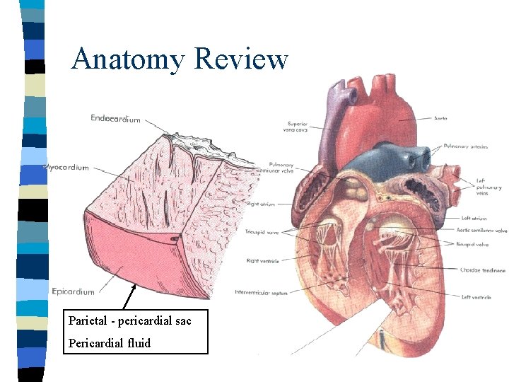 Anatomy Review Parietal - pericardial sac Pericardial fluid 