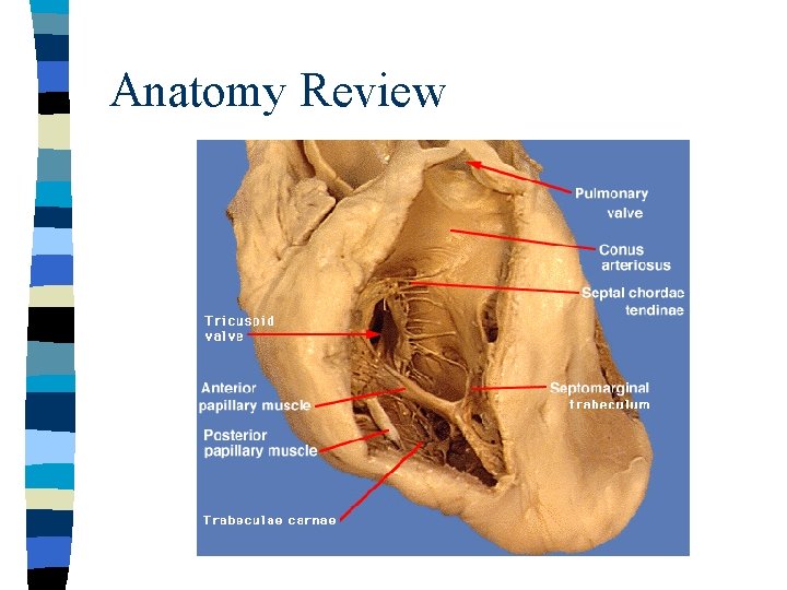 Anatomy Review 