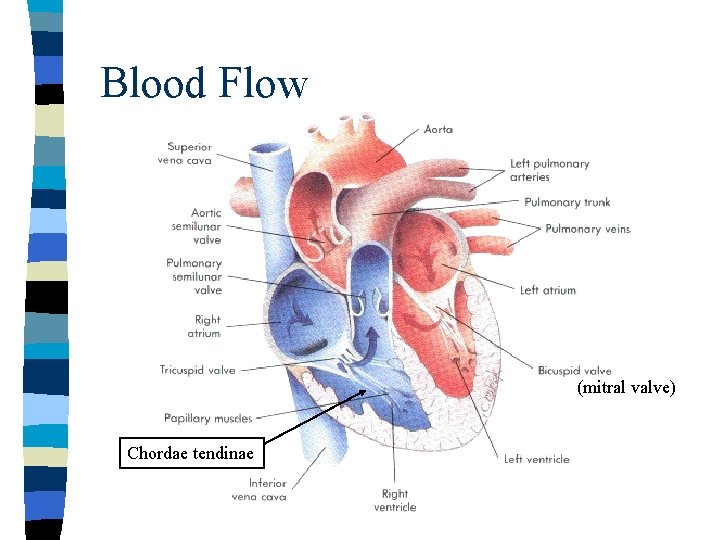 Blood Flow (mitral valve) Chordae tendinae Blood Flow (mitral valve) Chordae tendinae