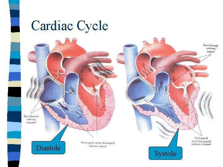 Cardiac Cycle Diastole Systole 