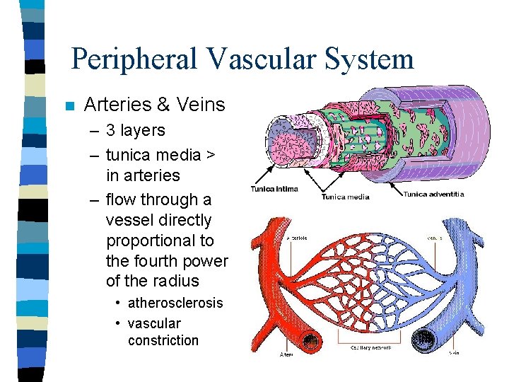 Peripheral Vascular System n Arteries & Veins – 3 layers – tunica media > Peripheral Vascular System n Arteries & Veins – 3 layers – tunica media >